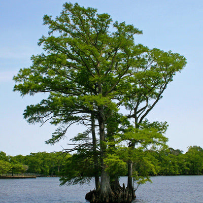 Bald Cypress - Farris