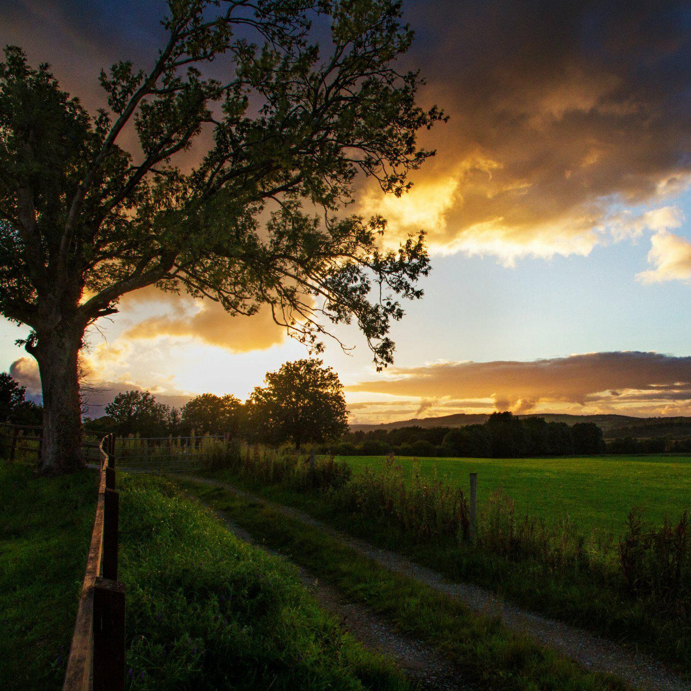 The Irish Living Urn - Lotus