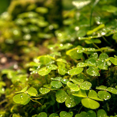 The Irish Living Urn - Farris