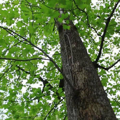 Tuliptree - Green Farewells