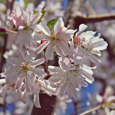Autumnalis Flowering Cherry - Endswell