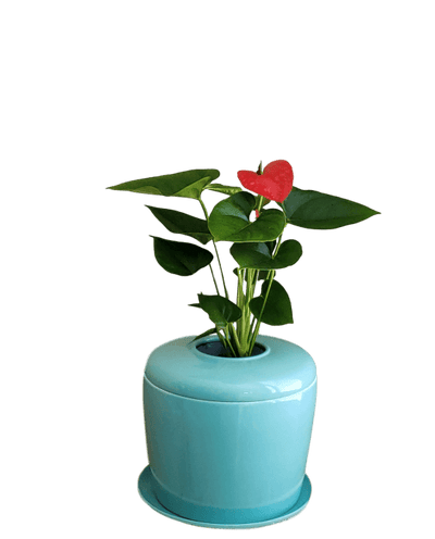 The Living Urn Indoors / Patio - Perry