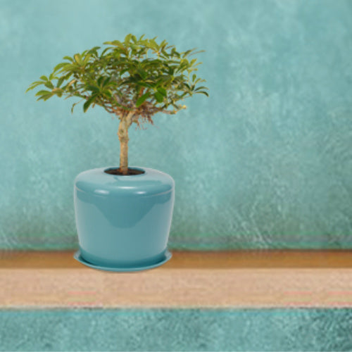 The Living Urn Indoors / Patio - Perry