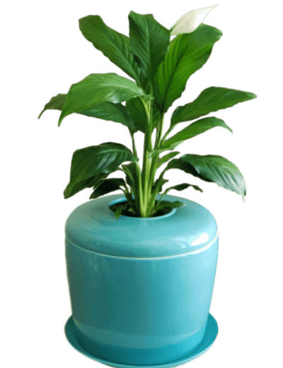 The Living Urn Indoors / Patio - Green Farewells