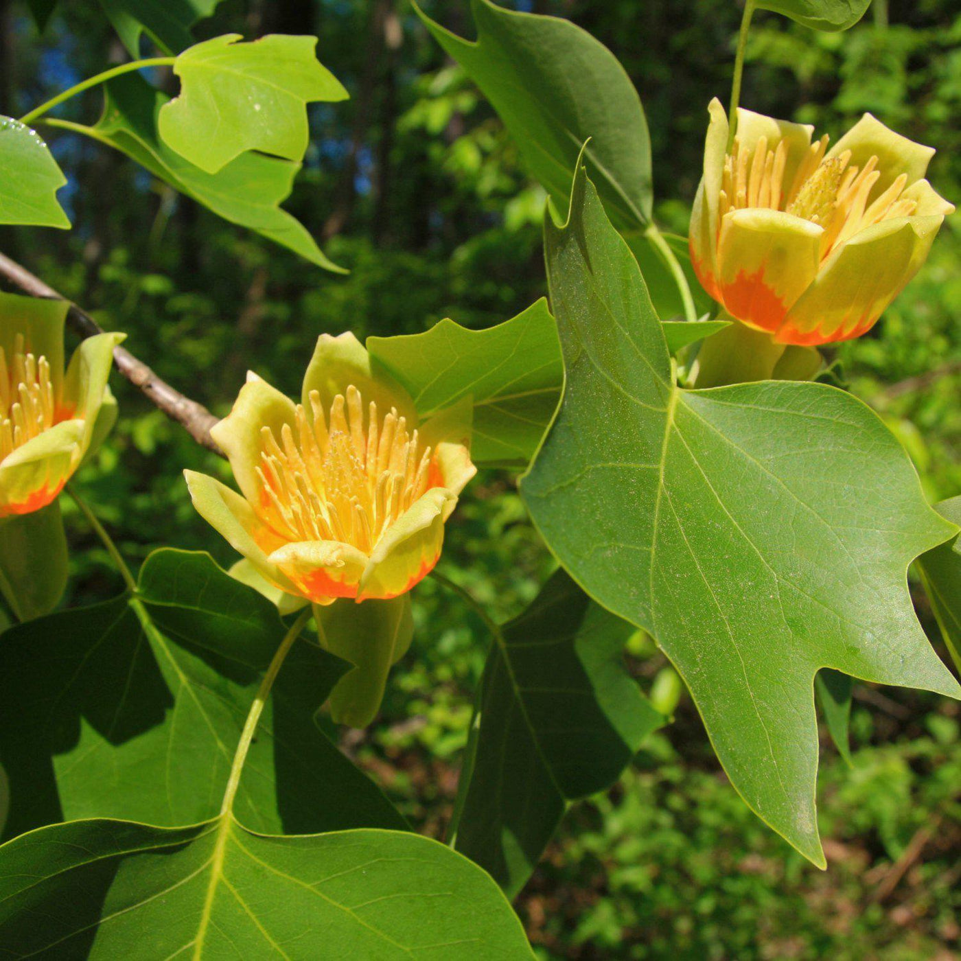 Tuliptree - Perry