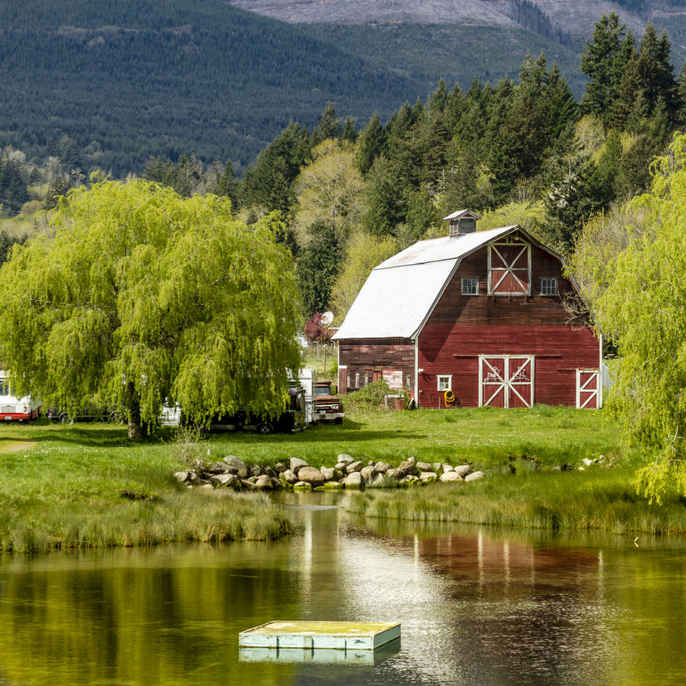 Weeping Willow - Lotus