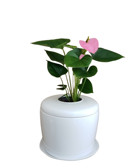 The Living Urn Indoors / Patio - Lotus