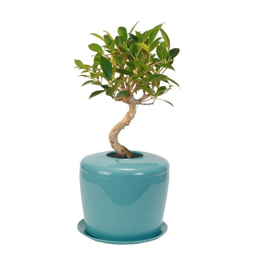 The Living Urn Indoors / Patio - Messenger