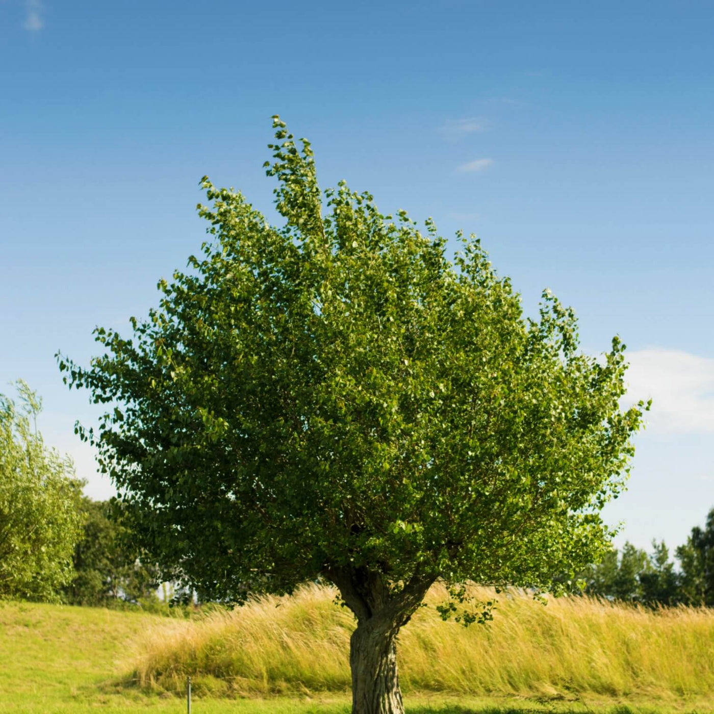 American Elm (Princeton) - Simple Pets
