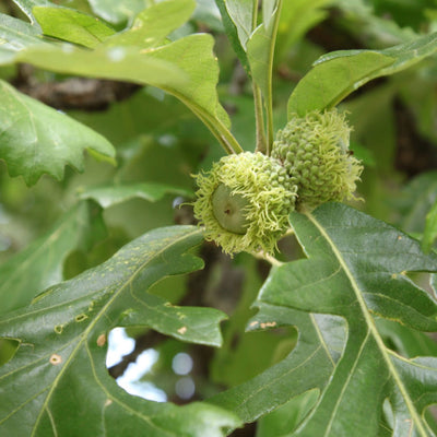 Bur Oak - Emmick