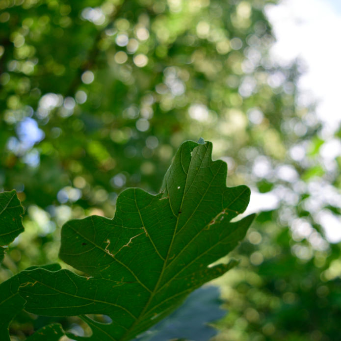 Bur Oak - Birdsong