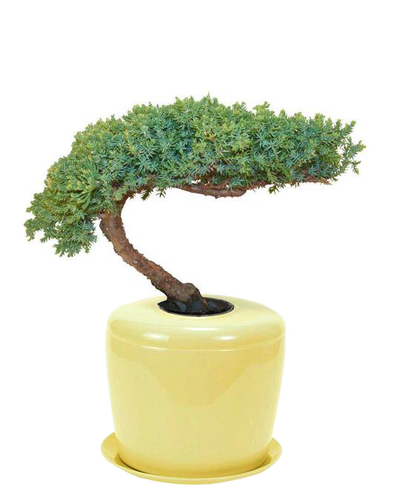 The Living Urn Indoors / Patio - Bunker