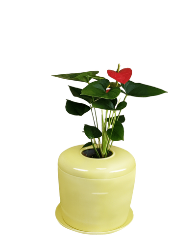 The Living Urn Indoors / Patio - Simple Pets