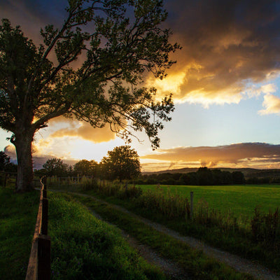 The Irish Living Urn - Greenhaven