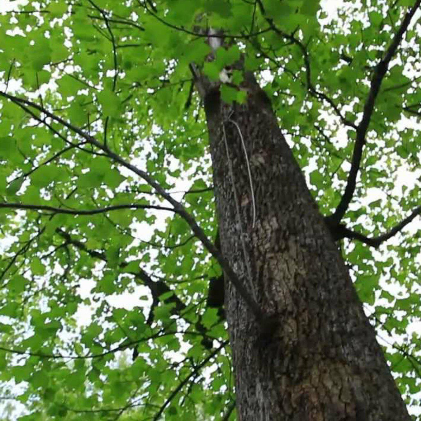 Tuliptree - Greenhaven