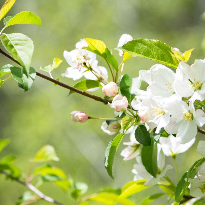 White Crabapple (Sargent) - Front Range