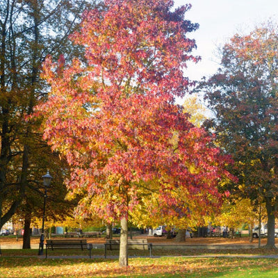 American Sweet Gum - Monarch
