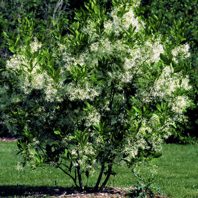 White Fringe Tree - Eternal Peace
