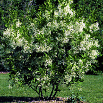White Fringe Tree - SereniCare