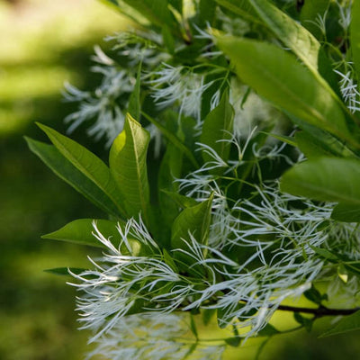 White Fringe Tree - Hyatt Ewald