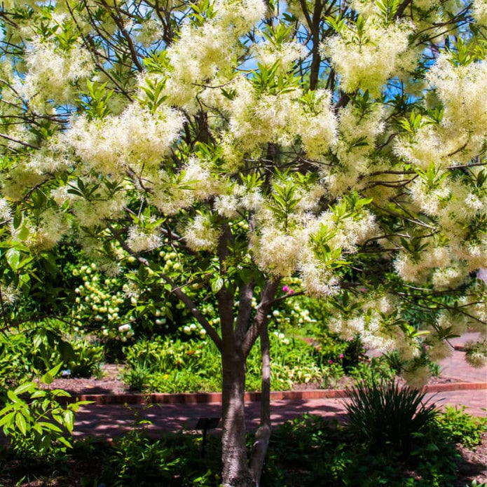 White Fringe Tree - Blake