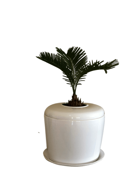 The Living Urn Indoors / Patio - Natural Grace