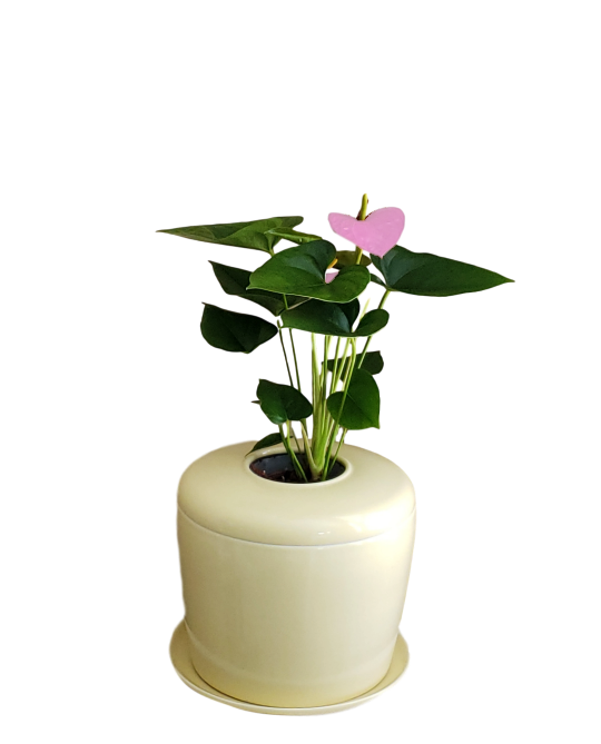 The Living Urn Indoors / Patio - Heaven Bound