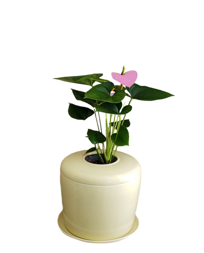 The Living Urn Indoors / Patio - Simple Pets