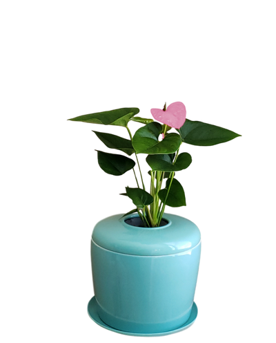 The Living Urn Indoors / Patio - Hyatt Ewald