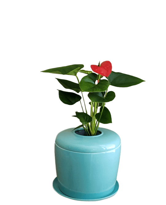 The Living Urn Indoors / Patio - Natural Grace