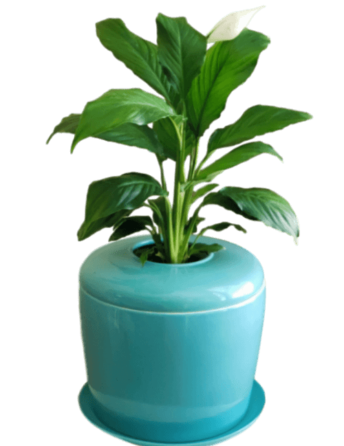 The Living Urn Indoors / Patio - Cremation Society