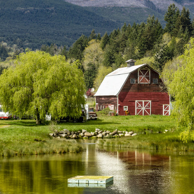 Weeping Willow - Cremation Society