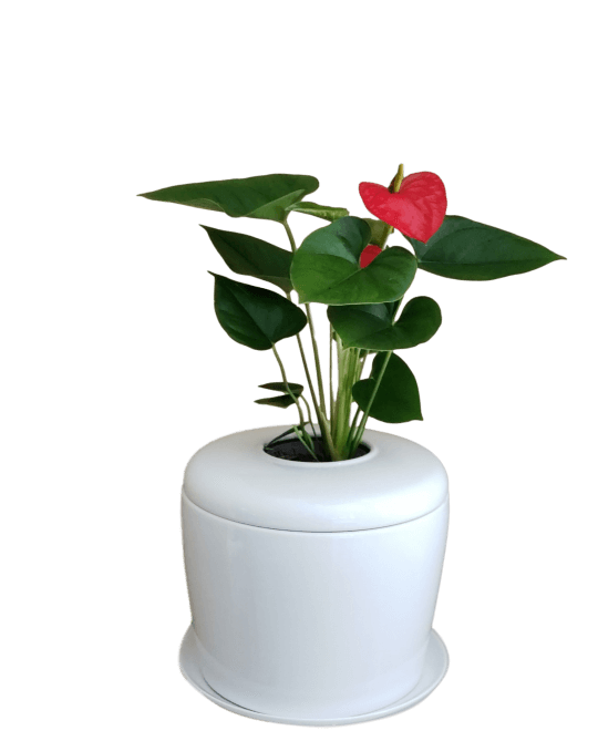 The Living Urn Indoors / Patio - Natural Grace