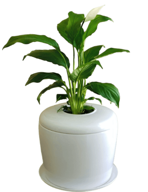 The Living Urn Indoors / Patio - SereniCare