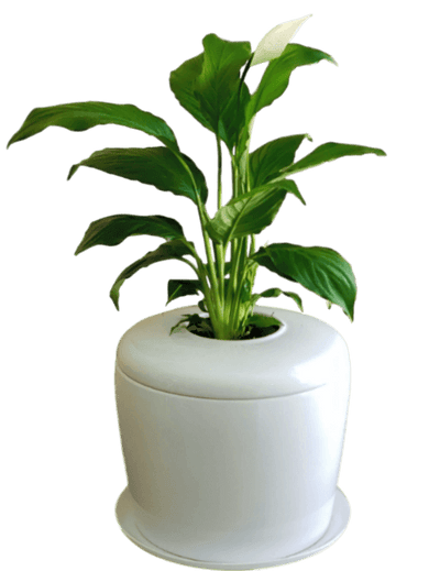 The Living Urn Indoors / Patio - Simple Pets